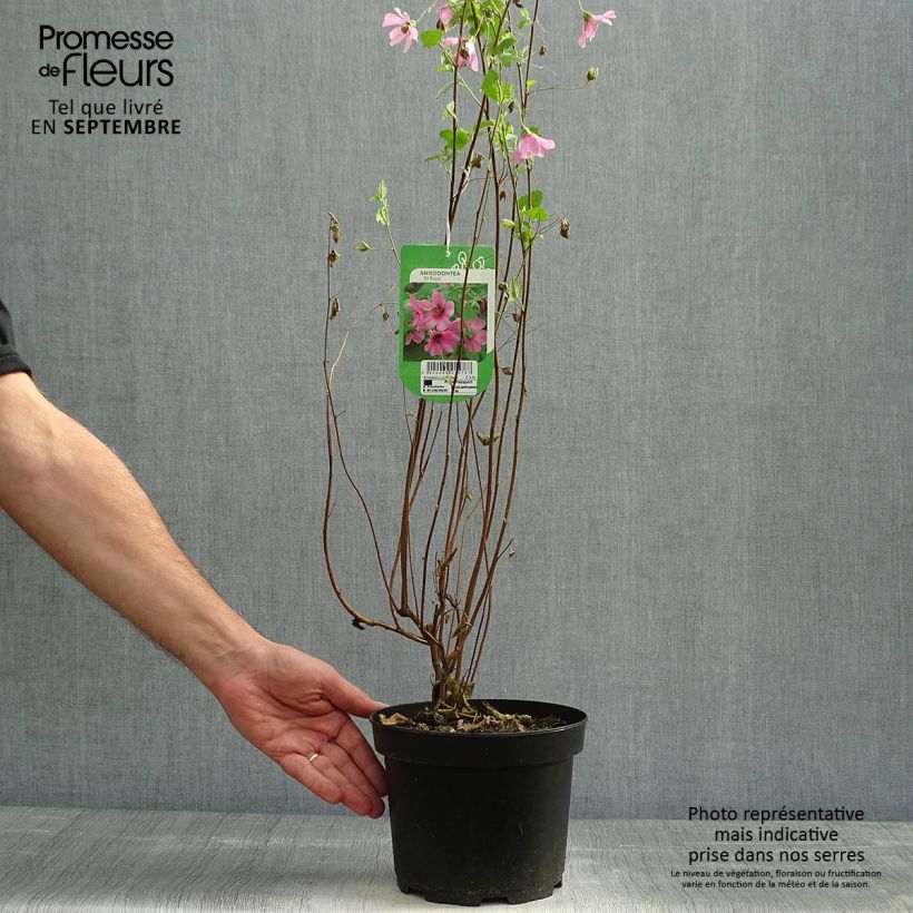 Anisodontea capensis El Rayo - Mauve arbustive du Cap en pot de 2/3L sample as delivered in autumn