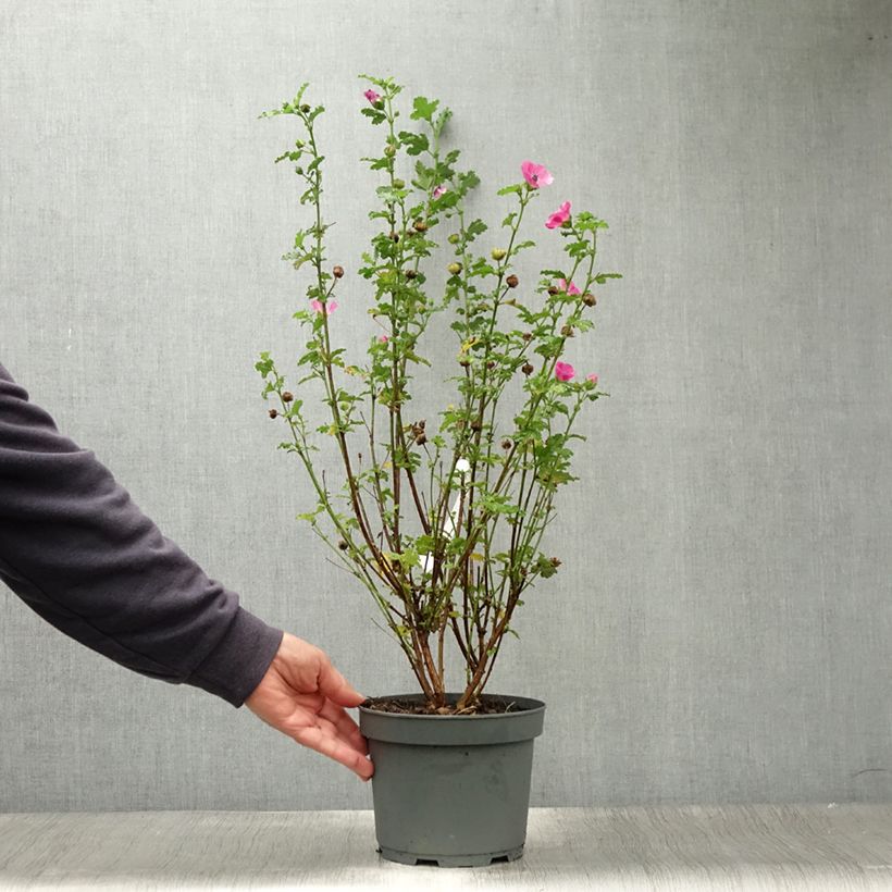 Anisodontea capensis 'El Rayo' sample as delivered in summer