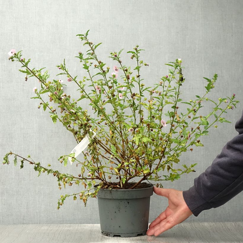 Anisodontea capensis 'El Rayo' sample as delivered in summer