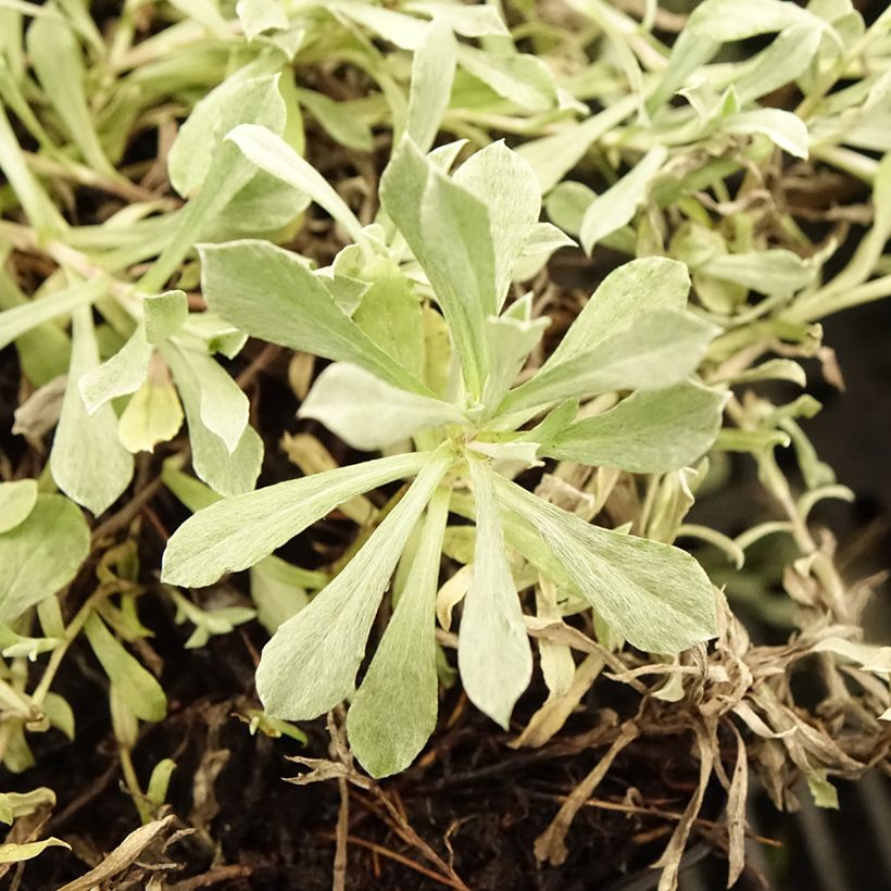 Antennaria dioica Rubra - Mountain Everlasting (Foliage)