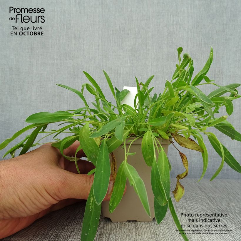 Anthyllis vulneraria Godet de 8/9 cm sample as delivered in autumn