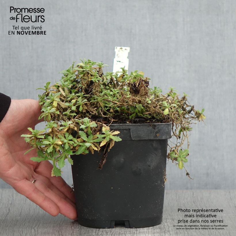 Arabis caucasica Snowcap (Schneehaube) Pot de 2L/3L sample as delivered in autumn