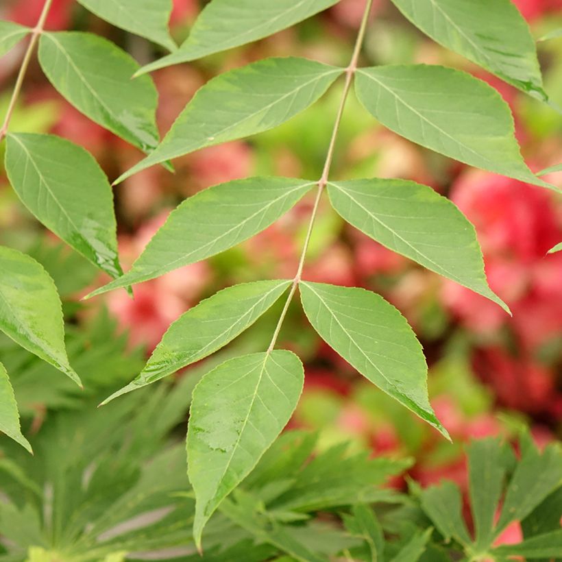 Aralia elata Golden Umbrella (Foliage)