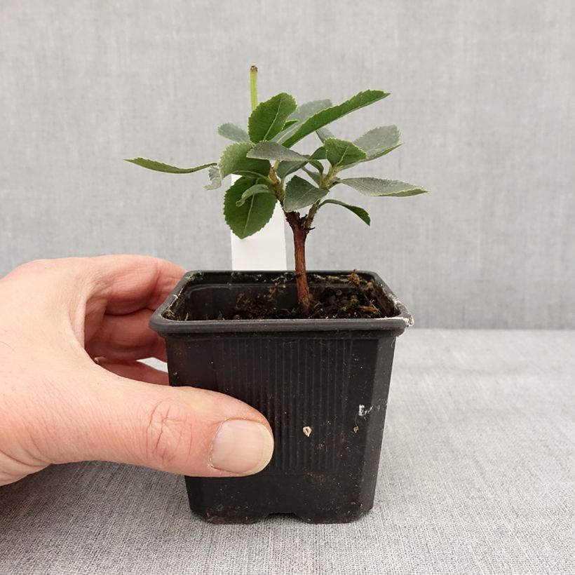 Arbutus unedo Pink Giant - Strawberry Tree 8/9 cm pot sample as delivered in winter