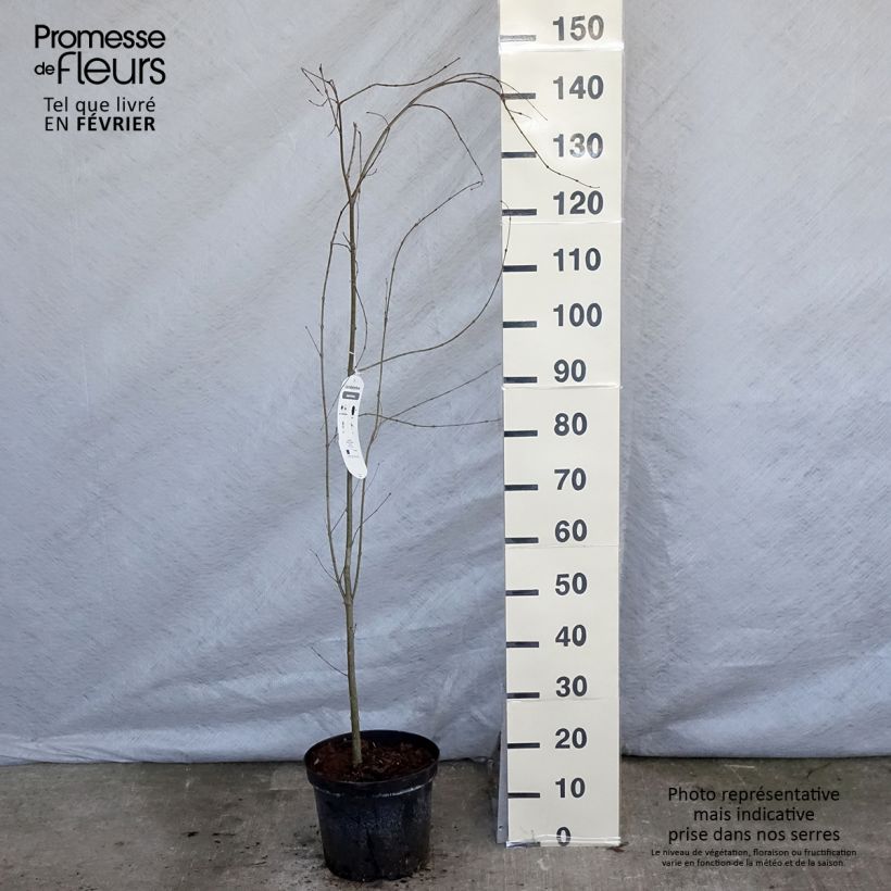 Arbre à caramel - Cercidiphyllum japonicum en pot de 10L sample as delivered in winter