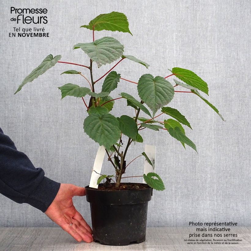 Arbre aux mouchoirs - Davidia involucrata var. vilmoriniana en pot de 3.5L sample as delivered in autumn