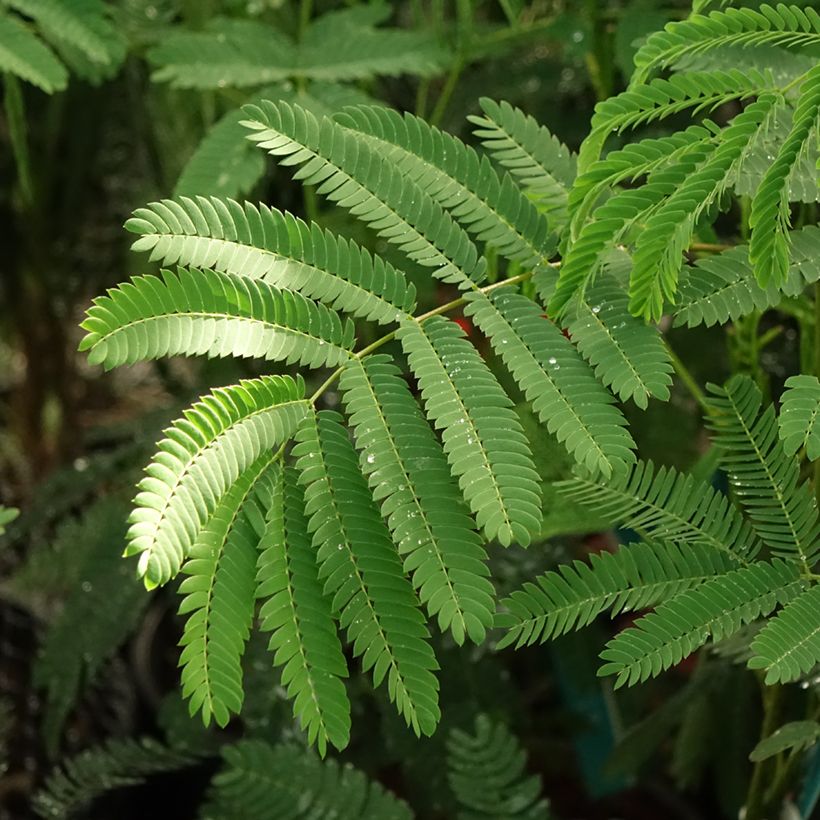 Albizia julibrissin Rouge de Tuiliere (Foliage)