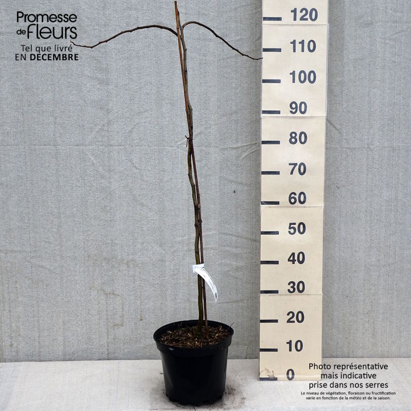 Arbre de soie - Albizia julibrissin Shidare en pot de 7,5L/10L sample as delivered in autumn