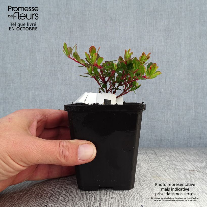 Arctostaphylos uva-ursi - Raisin d'ours Godet de 9 cm sample as delivered in autumn