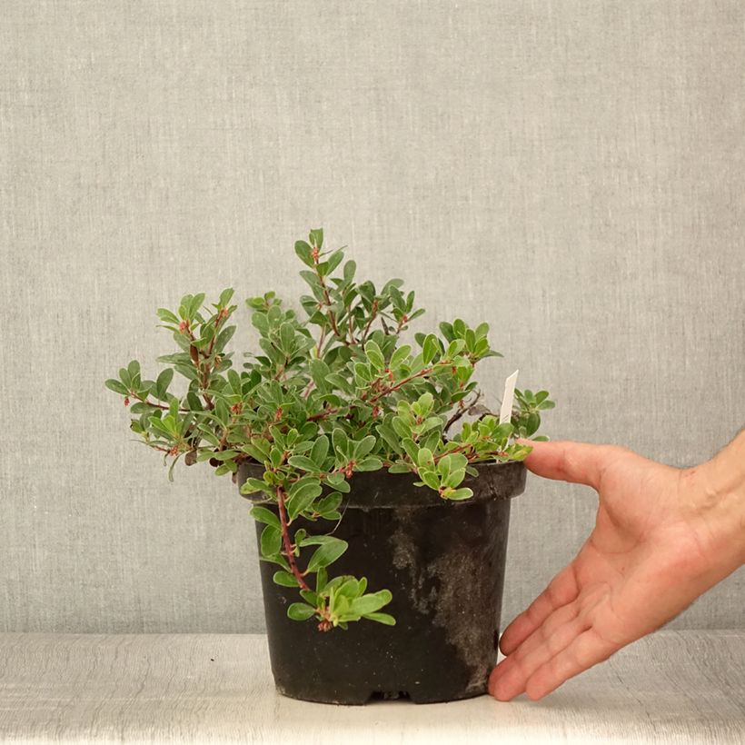 Arctostaphylos uva-ursi - Raisin d'ours - Pot de 3L/4L sample as delivered in summer