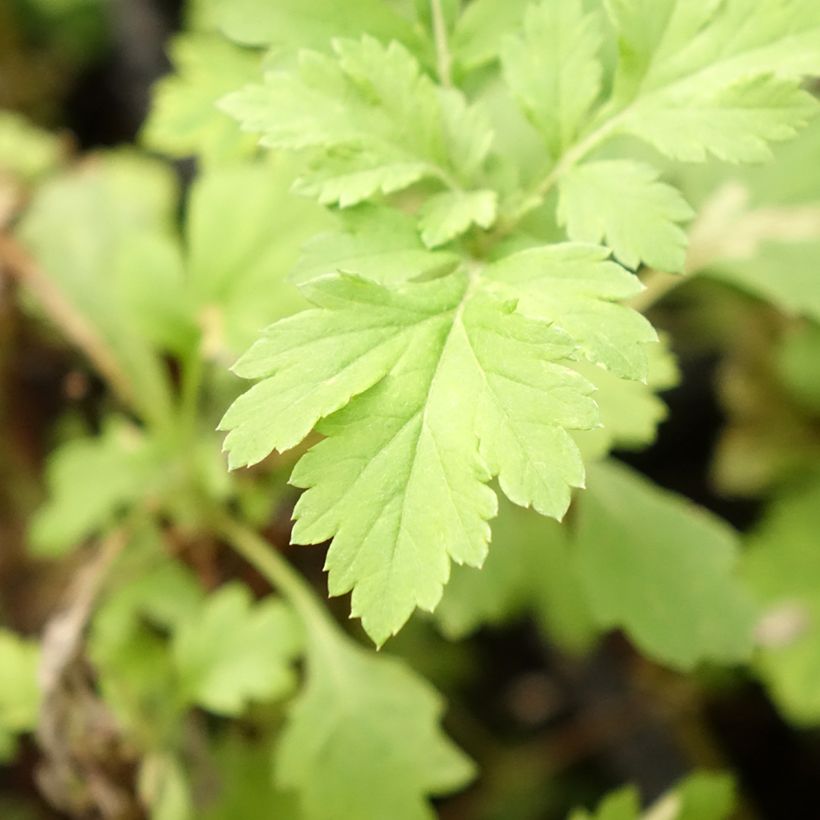 Organic Mugwort - Artemisia vulgaris (Foliage)