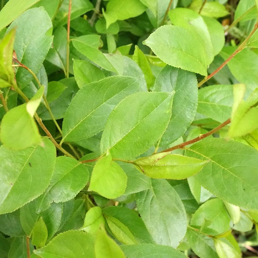 Aronia melanocarpa Professor Ed (Foliage)