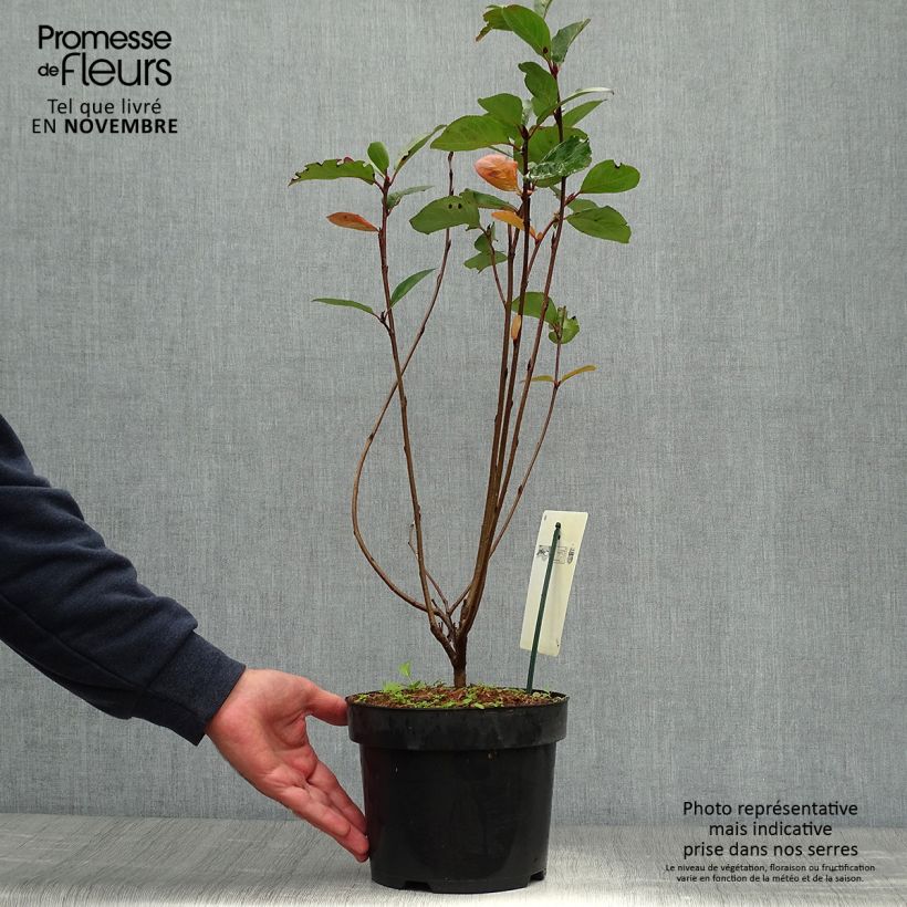 Aronia prunifolia Aron - Aronie en pot de 2L/3L sample as delivered in autumn