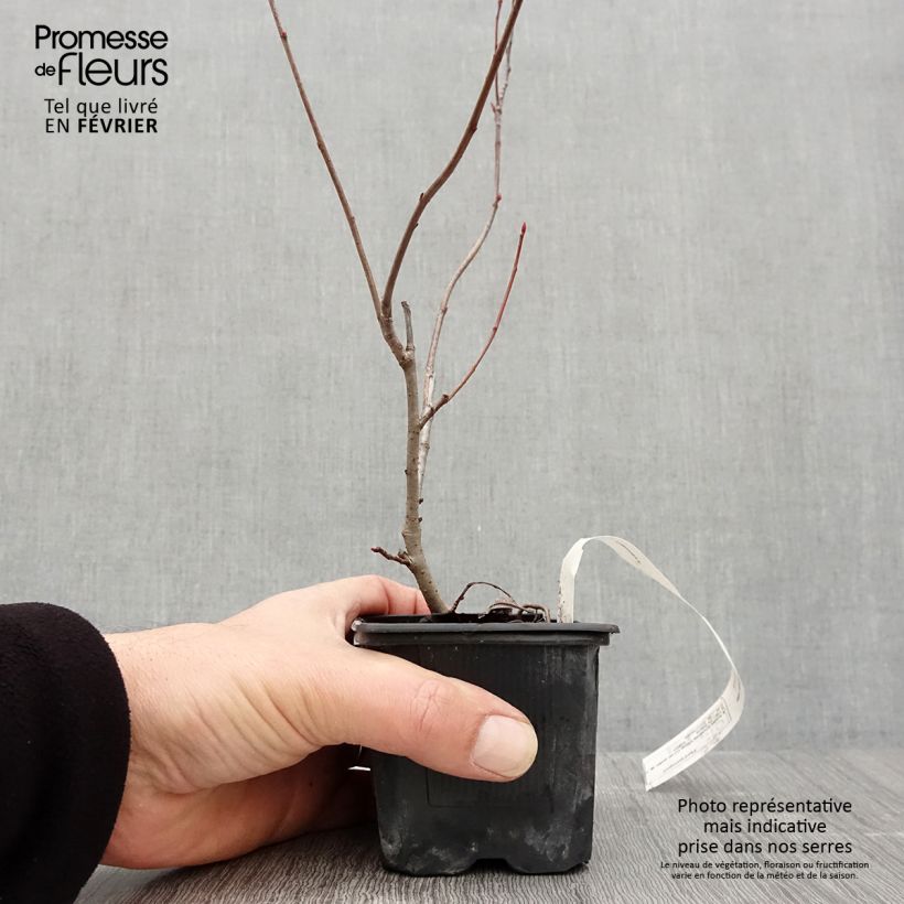 Aronia prunifolia Viking en godet de 7/8 cm sample as delivered in winter