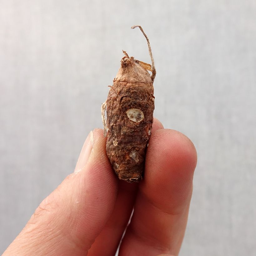 Arum italicum ssp. italicum Marmoratum - Arum d'Italie panaché. Bulbe sample as delivered in spring