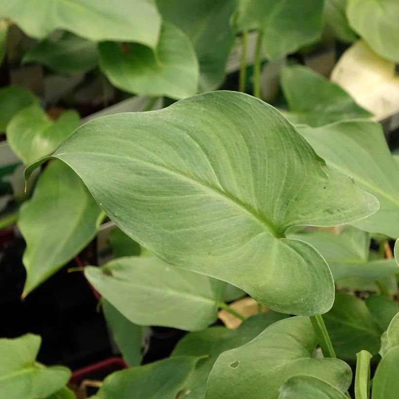 Zantedeschia aethiopica - Calla Lily  (Foliage)