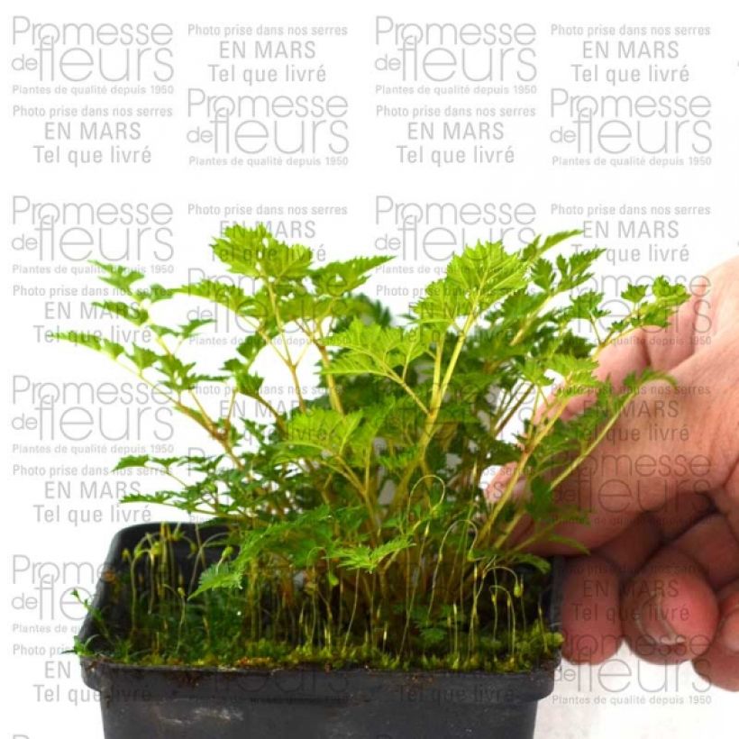 Example of Aruncus aethusifolius - Dwarf Goat's Beard 8/9 cm pot specimen as delivered