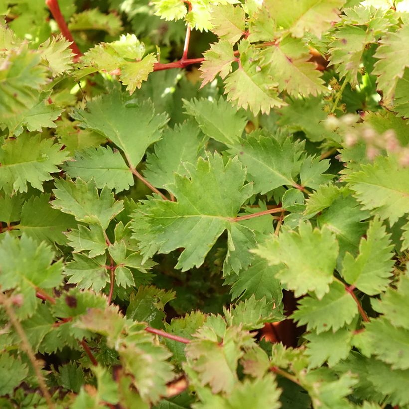 Aruncus Chantilly Lace (Foliage)