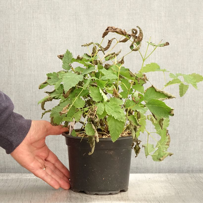 Aruncus dioicus sylvestris, Barbe de Bouc en pot de 2/3L sample as delivered in autumn