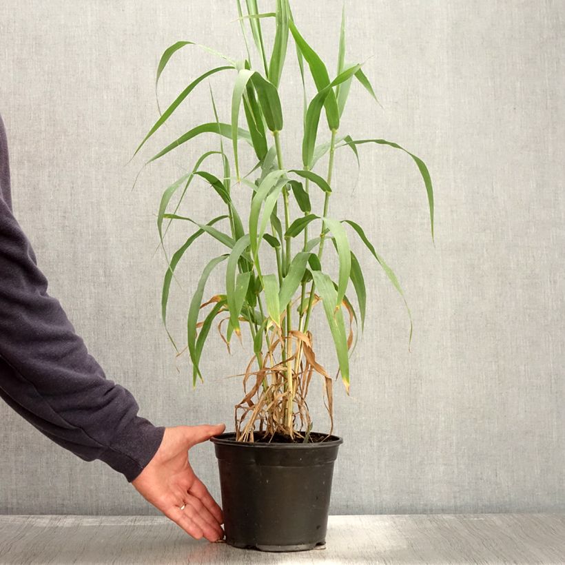 Arundo donax - Canne de Provence en pot de 3L/4L sample as delivered in autumn