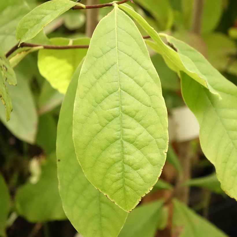 Asimina triloba - Pawpaw (Foliage)