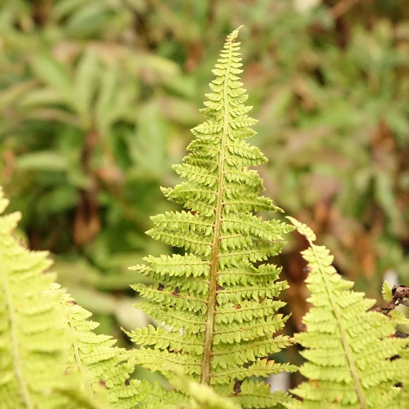 Polystichum setiferum Congestum - Soft Shield Fern (Foliage)