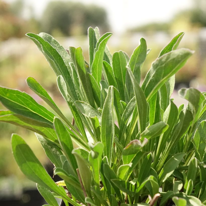 Aster alpinus Blue Beauty (Foliage)