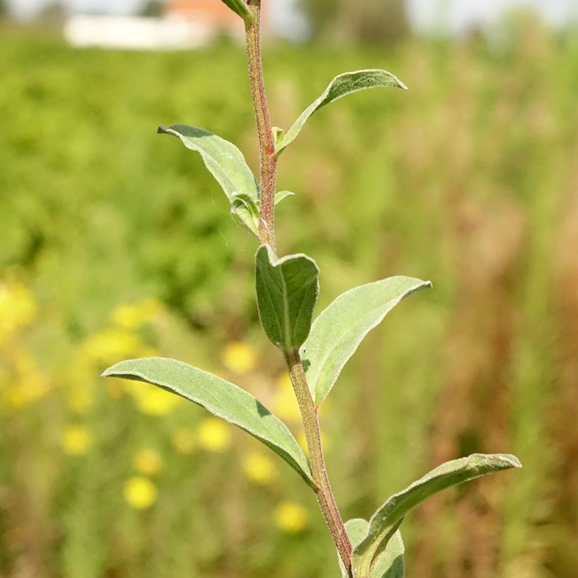 Aster amellus Sonia (Foliage)