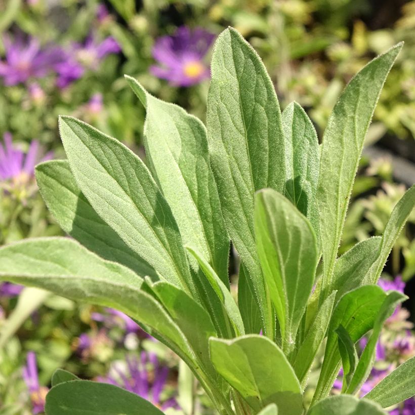 Aster amellus Veilchenkönigin - Violet Queen (Foliage)