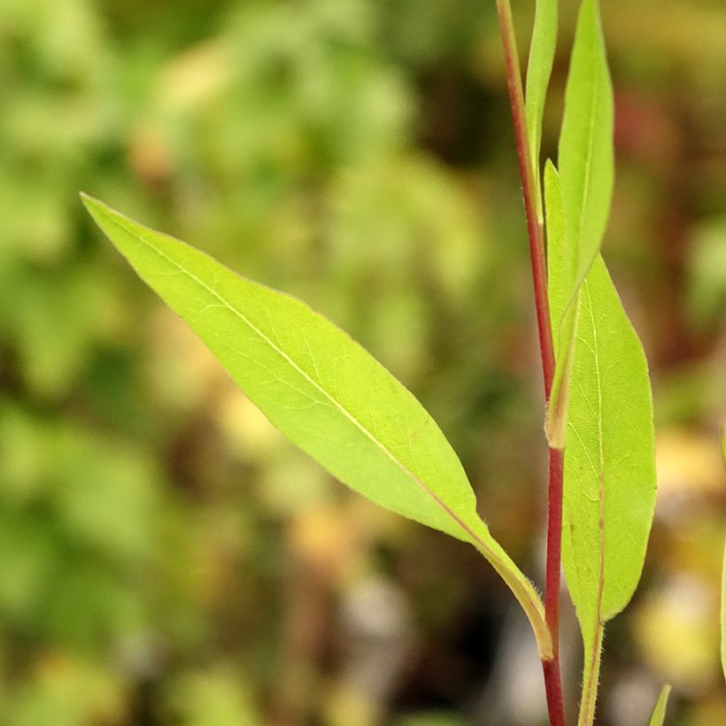 Aster azureus (Foliage)