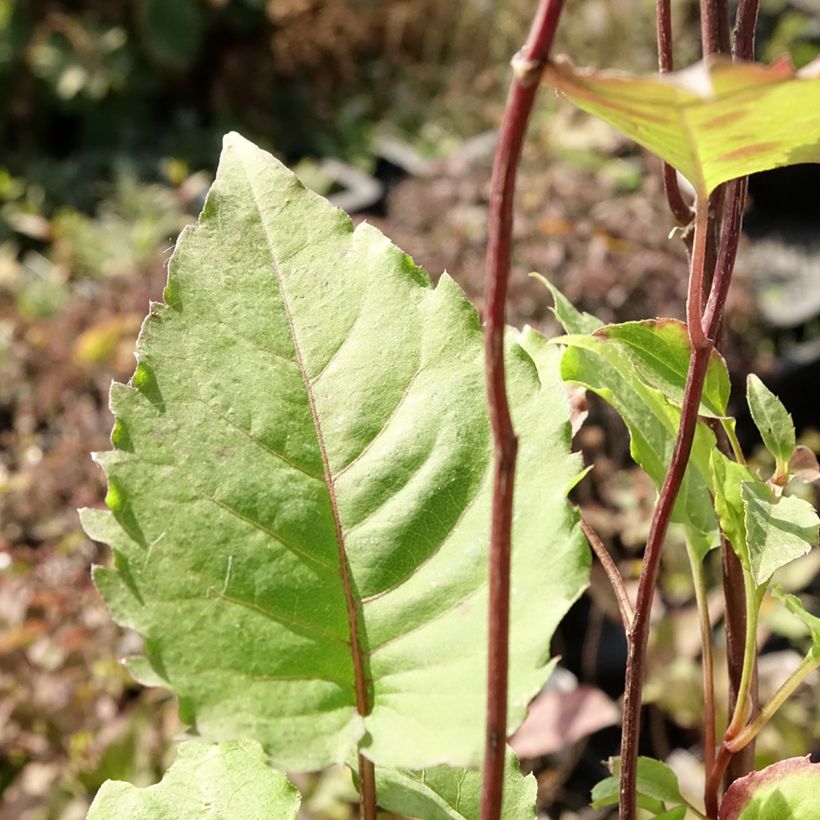 Aster divaricatus Beth Chatto (Foliage)