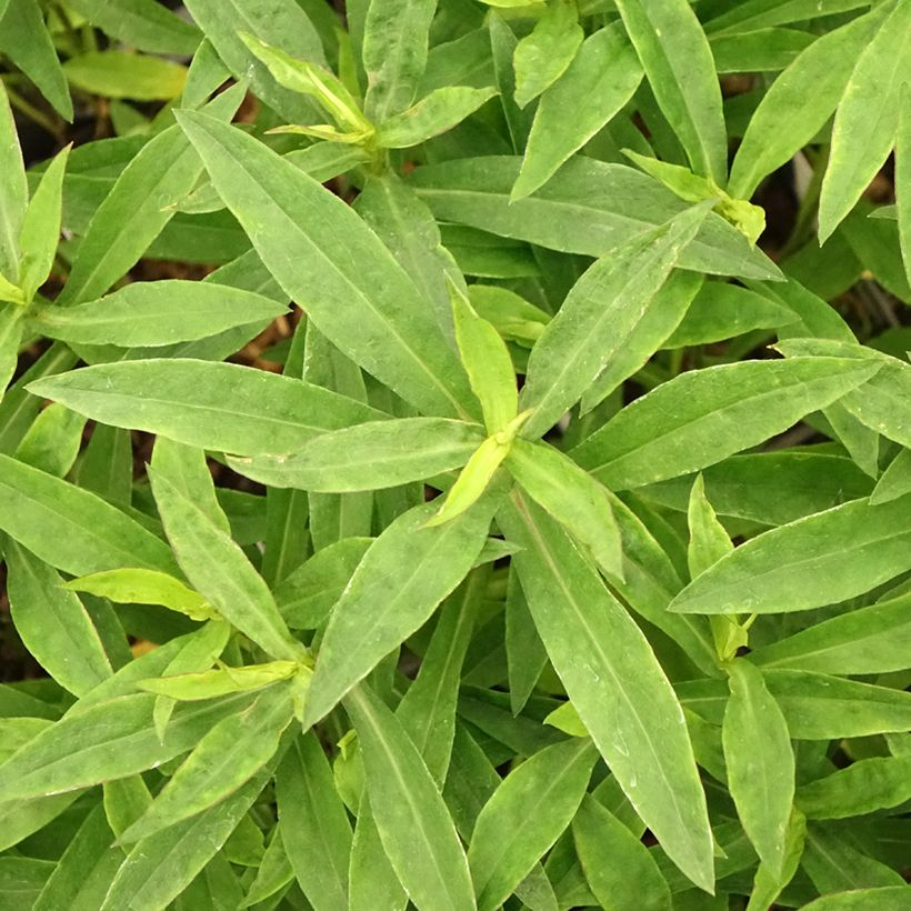 Aster dumosus Anneke (Foliage)