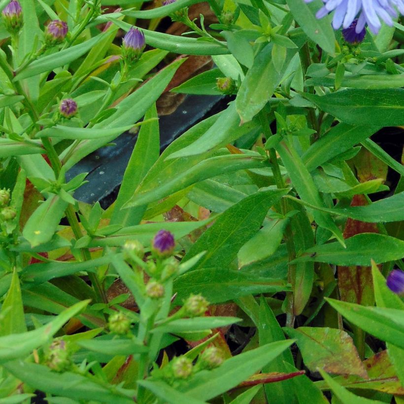 Aster dumosus Professor Anton Kippenberg (Foliage)