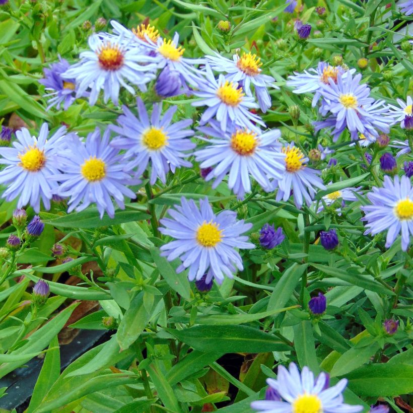 Aster dumosus Professor Anton Kippenberg (Plant habit)