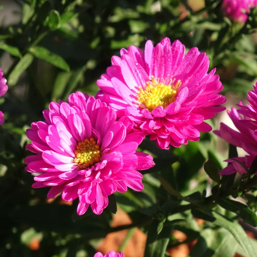 Aster dumosus Starlight (Flowering)