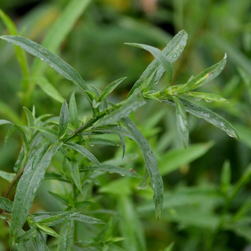 Aster ericoides Blue Wonder (Foliage)