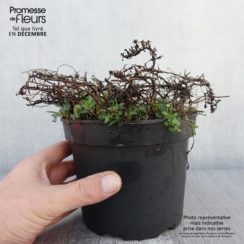 Aster ericoïdes f. prostratus Snow Flurry en pot de 2L/3L sample as delivered in autumn