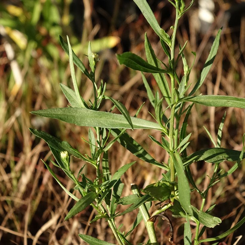 Aster ericoïdes Schneegitter - Heath Aster (Foliage)