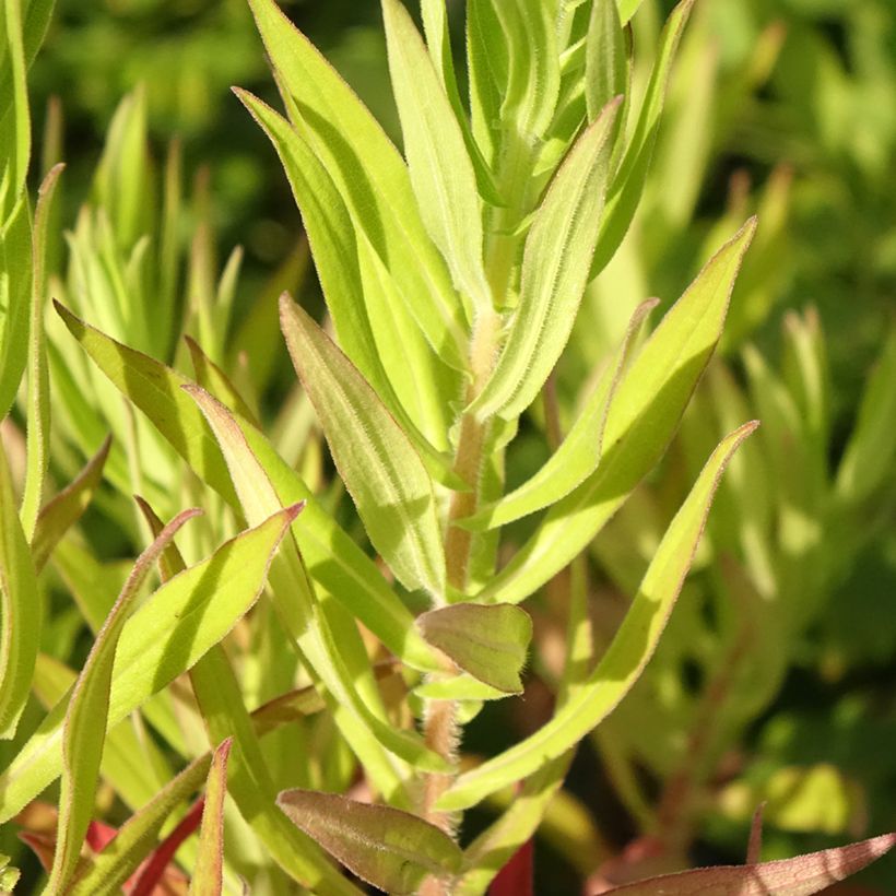 Aster novae-angliae Annabelle de Chazal (Foliage)