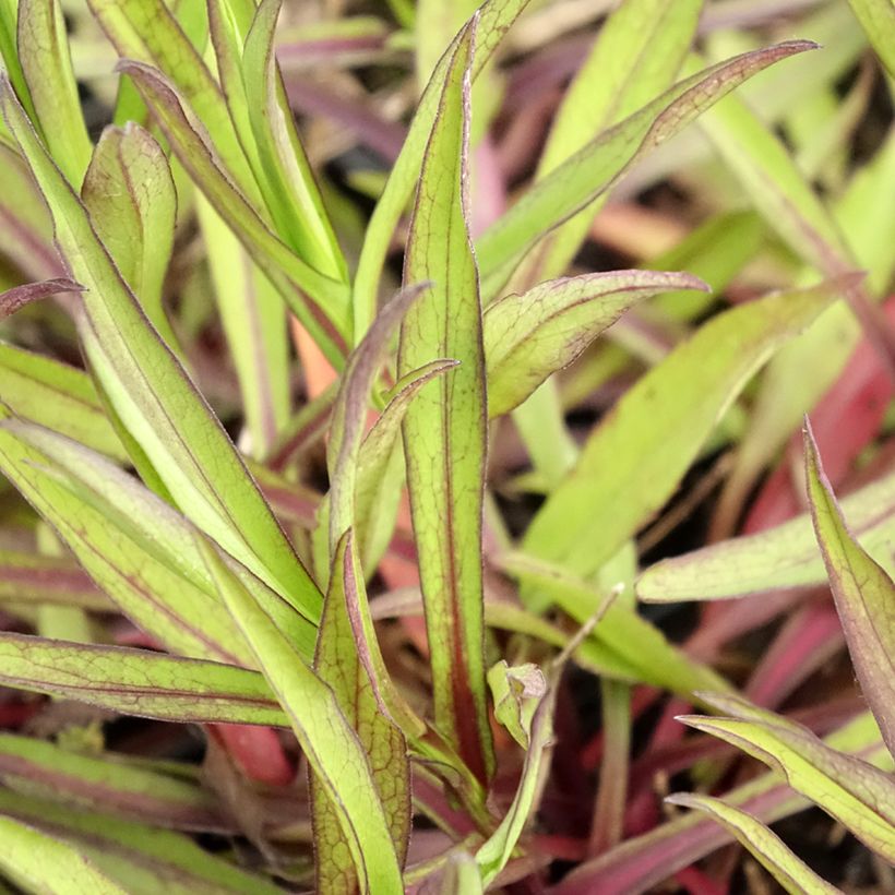 Aster novi-belgii Winston S. Churchill (Foliage)