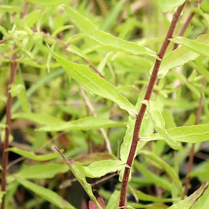 Aster oblongifolius October Skies (Foliage)