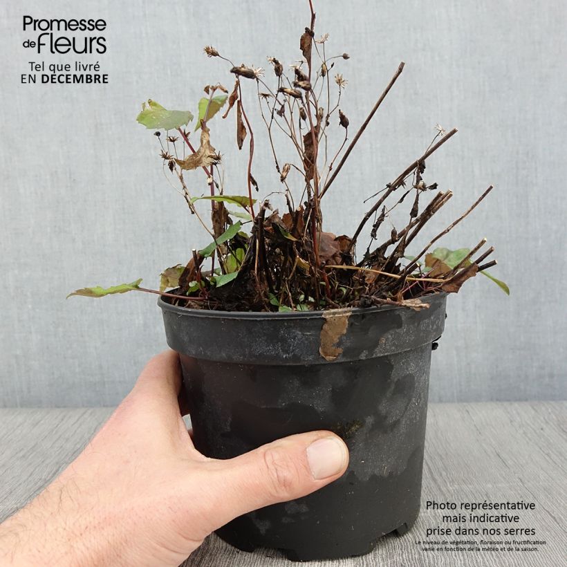 Aster tradescantii - Aster d'automne en pot de 2L/3L sample as delivered in autumn