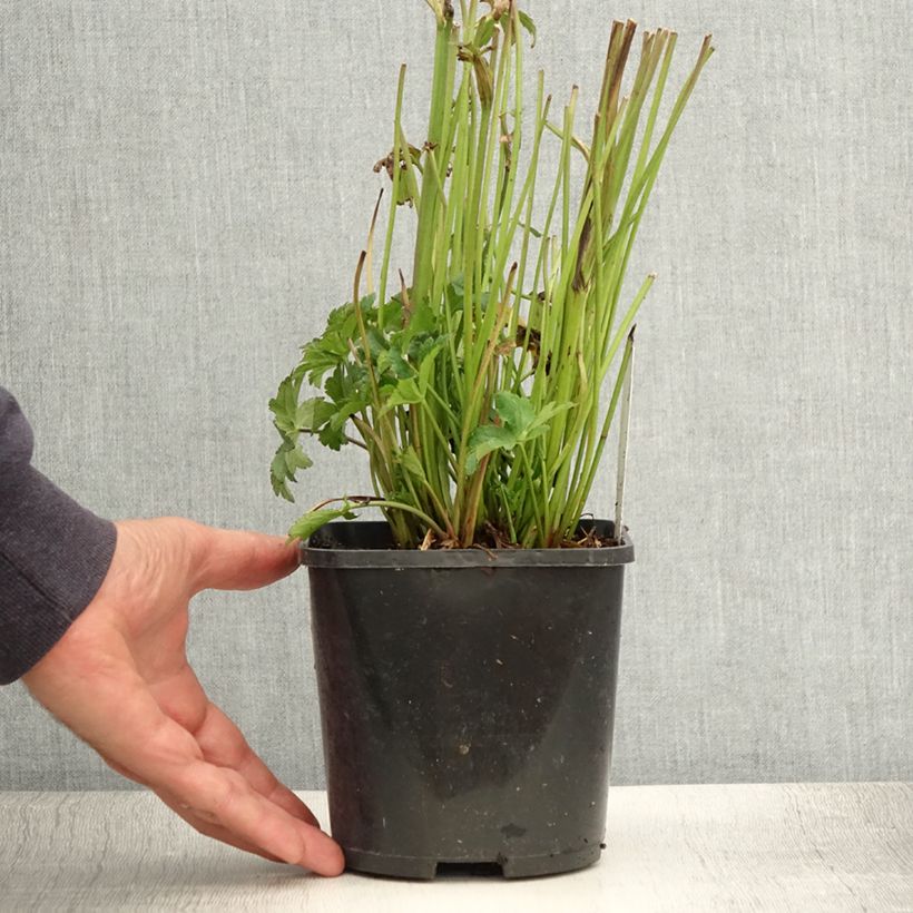 Astrantia major Star of Beauty - Masterwort 1.5L/2L potShipped height around 30/40cm sample as delivered in summer