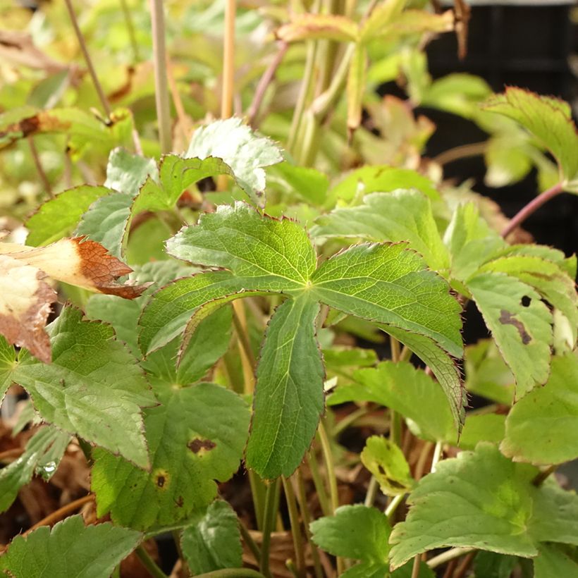 Astrantia major Cerise Button - Masterwort (Foliage)