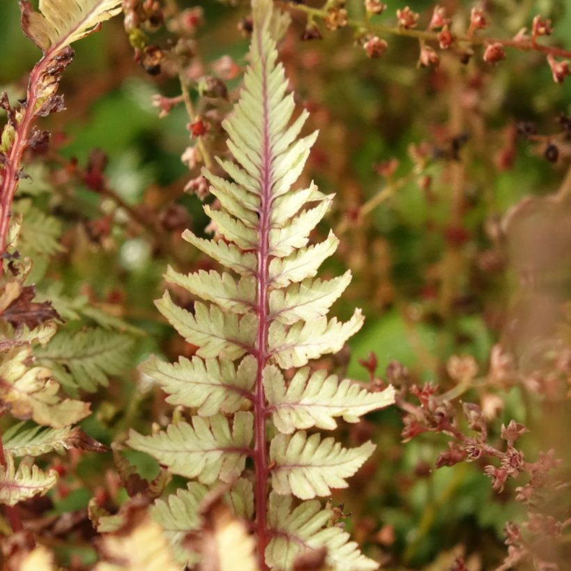 Athyrium niponicum Crested Surf - Painted Fern (Foliage)