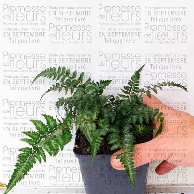 Example of Athyrium niponicum Pictum - Fougère japonaise en godet de 8/9 cm specimen as delivered