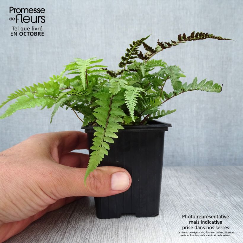 Athyrium niponicum Pictum - Fougère japonaise en godet de 8/9 cm sample as delivered in autumn