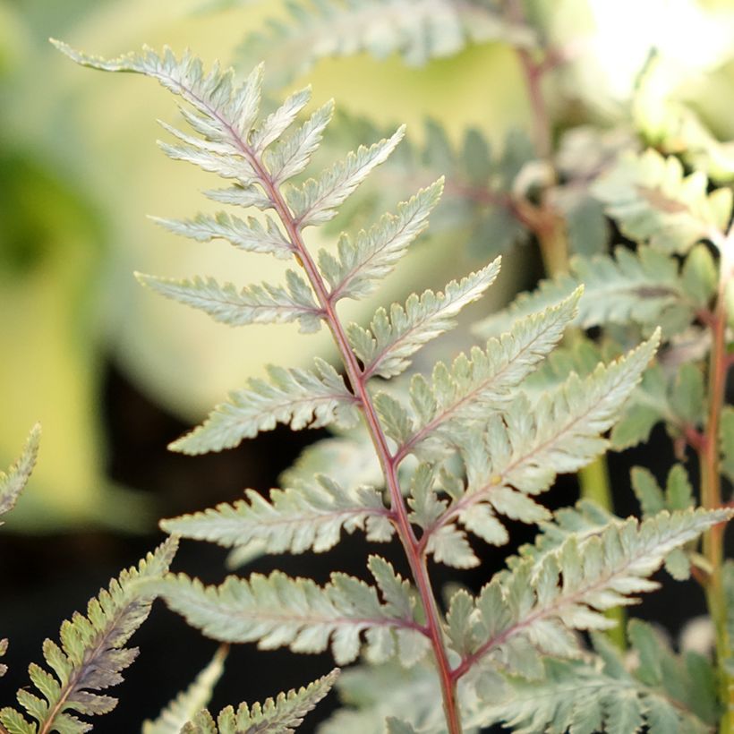 Athyrium niponicum var. pictum Metallicum - Painted Fern (Foliage)