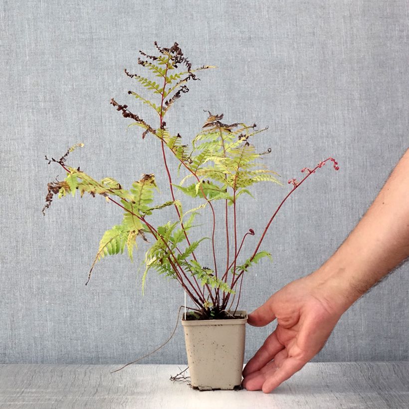 Athyrium otophorum var. okanum - Eared Lady Fern 8/9 cm pot sample as delivered in summer