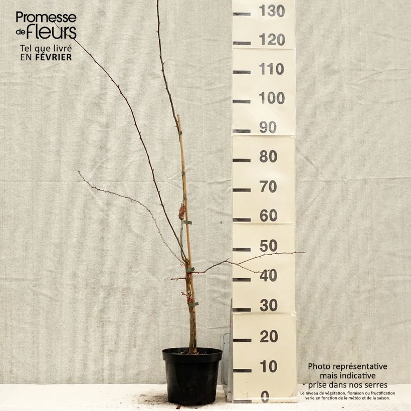 Crataegus Princesse Sturdza - Midland Hawthorn 4L/5L potShipped height around 60/80cm sample as delivered in winter